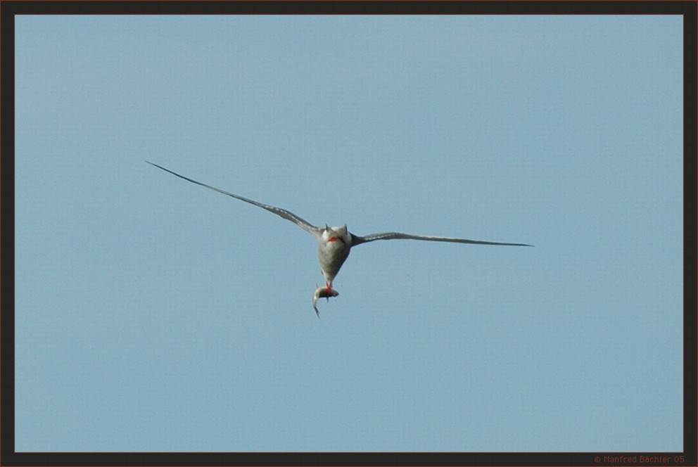 Fluss - Seeschwalbe, Bialowieza-Urwald, Polen
Der Tauchgang war erfolgreich.
Schlüsselwörter: Fluss - Seeschwalbe, Bialowieza-Urwald, Polen