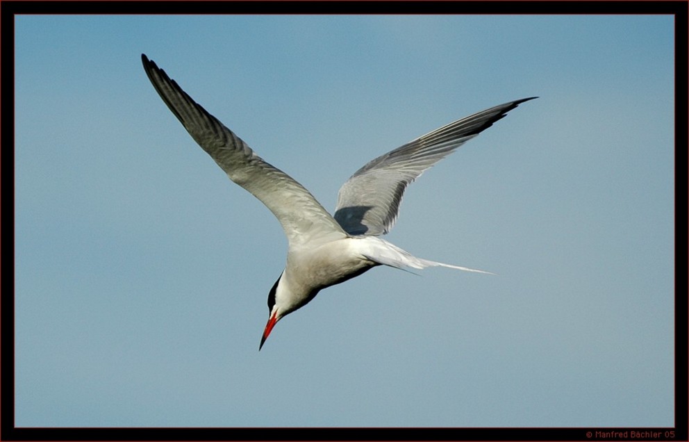Fluss - Seeschwalbe, Bialowieza-Urwald, Polen
Schlüsselwörter: Fluss - Seeschwalbe, Bialowieza-Uewald, Polen