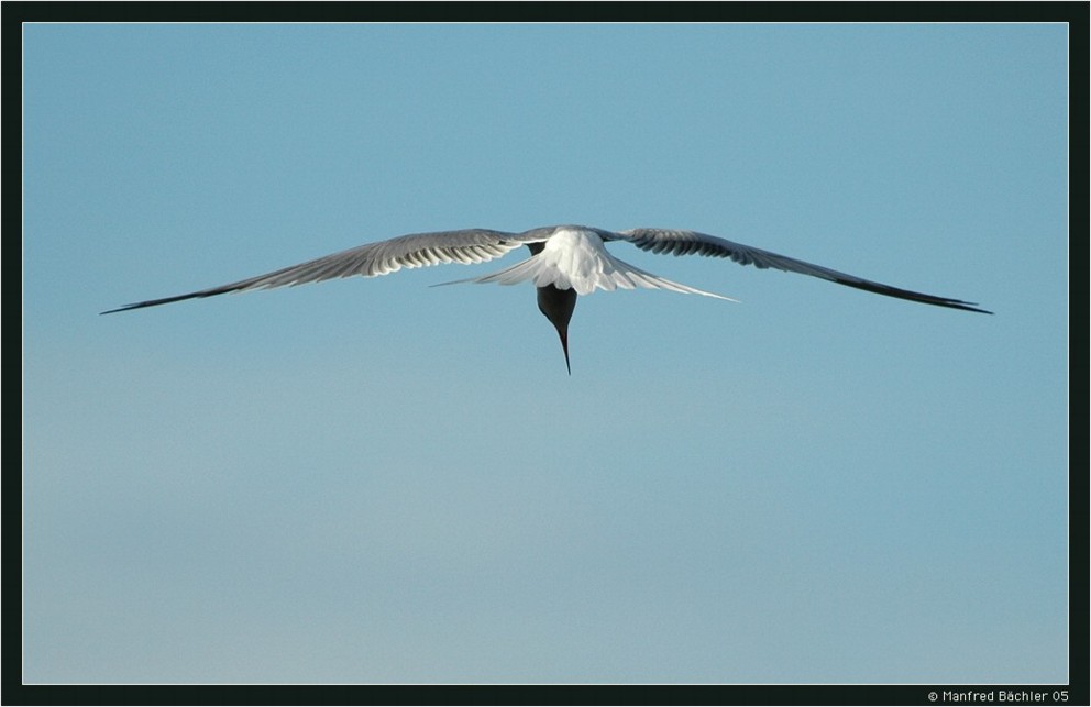 Fluss - Seeschwalbe, Bialowieza-Urwald, Polen
Achtung es gibt Fisch !
Schlüsselwörter: Fluss - Seeschwalbe, Bialowieza-Urwald, Polen
