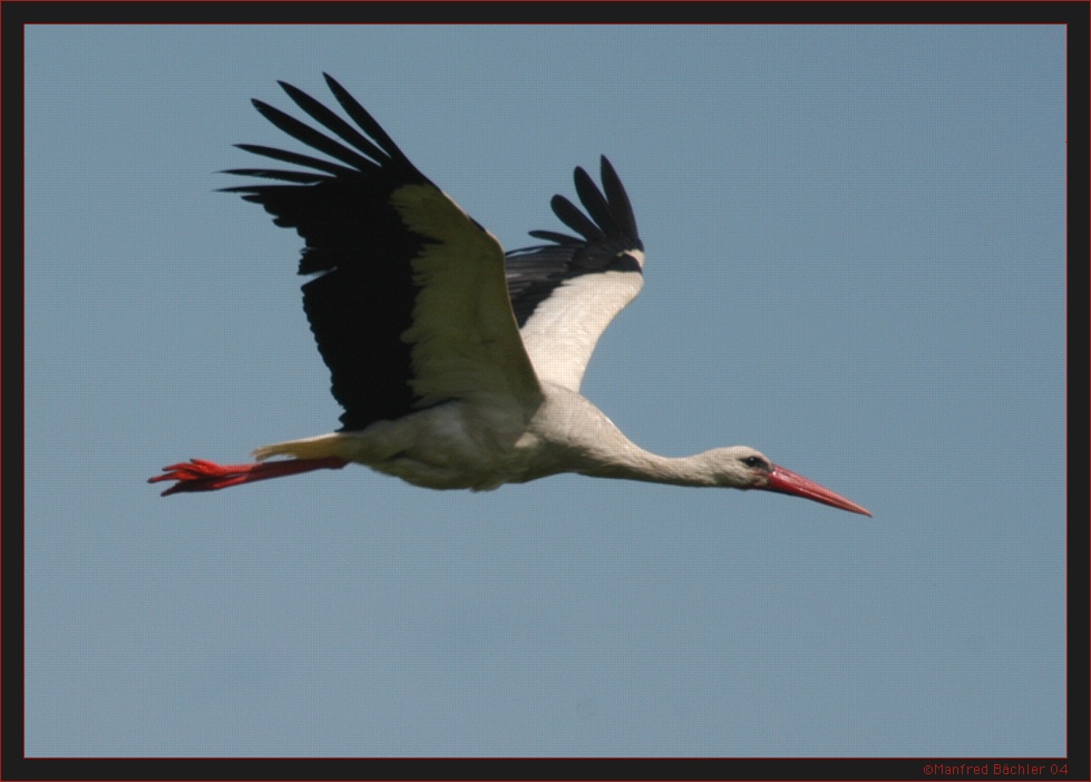 Störche - die eigentlichen Wappentiere Polens
Polen zählt über 40`000 Brutpaare, grösstenteils im Nordosten. Störche sind im täglichen Leben auf dem Lande nicht wegzudenken. Die Ankunft im Frühjahr wird sogar im statlichen Radio gesendet.
Schlüsselwörter: Storch, Biebrza, Polen