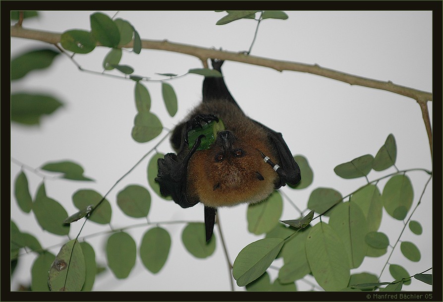 Roter Flughund  (Pteropus rufus)
O.k. nur ein Flughund aber ich glaube es gibt noch kein Bild auf naturfotografie.ch
Schlüsselwörter:  Flughund, Pteropus rufus, Masoala Halle