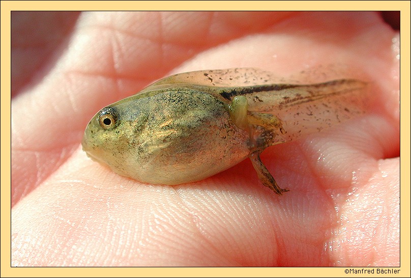 die nächste Laubfrosch-Generation (Hyla arborea)
Kontrolle in den neu angelegten Habitaten in Nordostpolen.
Für Interessierte hier ein Link:

http://www.wisent.ch/Fond.html
Schlüsselwörter: Laubfrosch, Hyla arborea