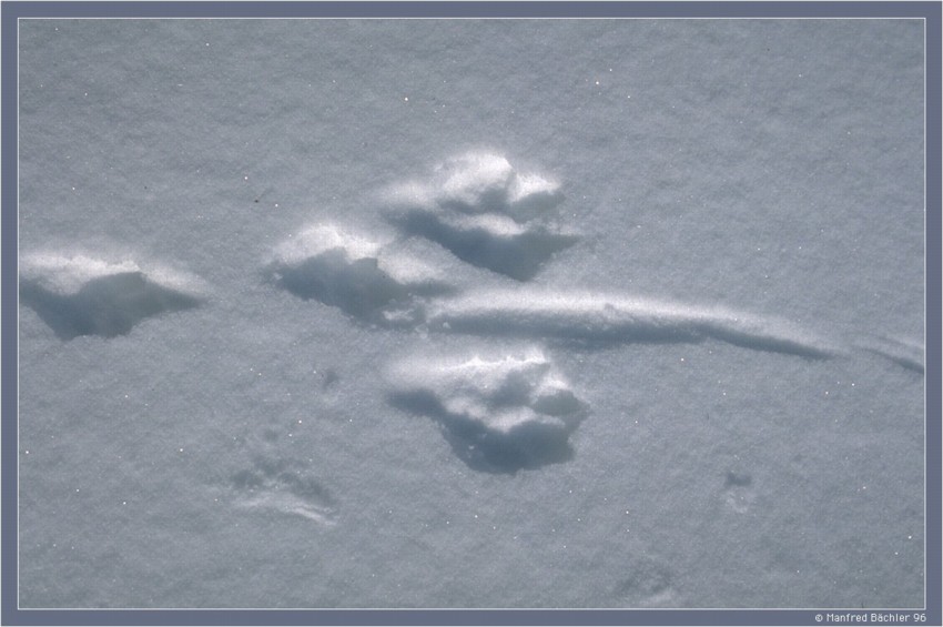 Fischotterspur im "Biebrza" - Nationalpakt (Polen)
Die Spur in dieser Form entstand dadurch, dass nur der feine Pulverschnee neben den festgedrückten Fussabdrücken weggeweht wurde. Der deutliche Strich zeigt den Abdruck des am Ansatz kräftigen Schwanzes.
Schlüsselwörter: Fischotter, Lutra lutra, Polen