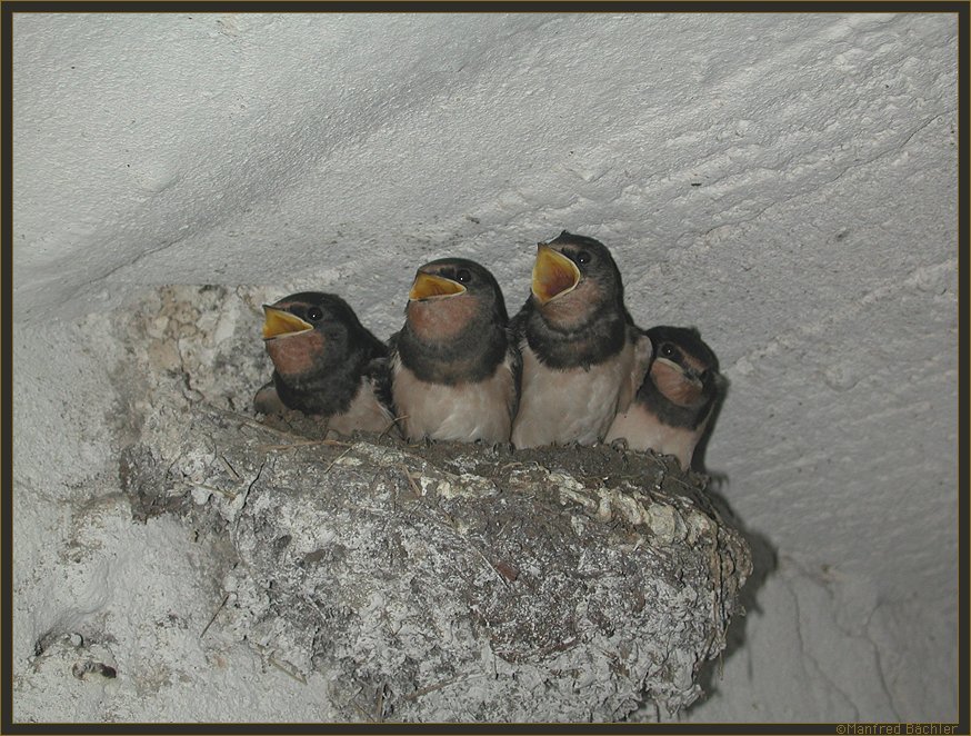 Mahlzeit....
Schlüsselwörter: Rauchschwalben