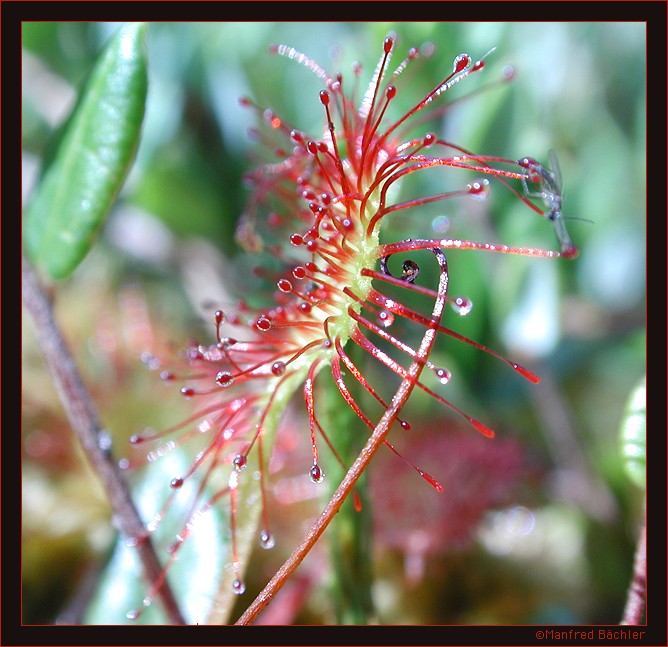 Sonnentau im Poleski - Nationalpark
Der Poleski - Nationalpark in Polen beherbergt eines der grössten Hochmoore Europas.
Neun "fleischfressende Pflanzenarten" sind heimisch.

Aufnahe: Nikon Coolpix 995 / Makroeinstellung / Bearbeitung mit GraphicConverter
Schlüsselwörter: Sonnnentau, Poleskie, Polen