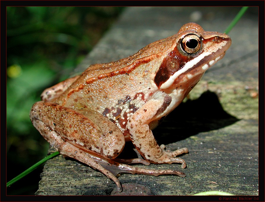 Moorfrosch (Rana arvalis), Polesi - Nationalpark, Polen
Moorfrösche gehören zu den Braunfröschen, die durch einen dunklen Schläfenfleck gekennzeichnet sind. Moorfrösche sind in Osteuropa noch häufig zu finden, besonders in Hochmooren. Nur die Männchen sind während der Paarungszeit (April)
auffällig blau gefärbt.
Schlüsselwörter: Moorfrosch (Rana arvalis), Polesi - Nationalpark, Polen