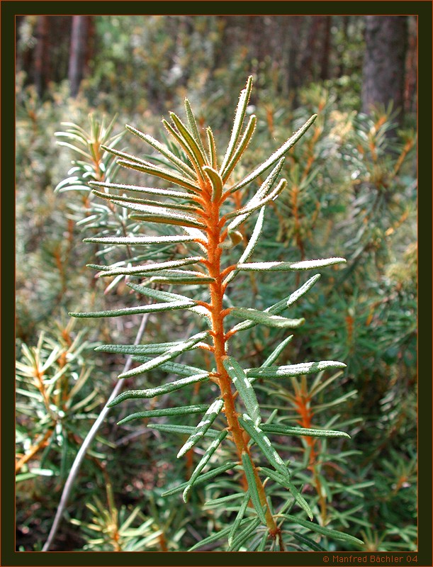 Sumpfporst, "wilder Rosmarin" (Ledum palustre), Nationalpark Poleski, Polen
Der Sumpfporst gehört zur Familie der Heidekrautgewächse (Ericaceae). Der wissenschaftliche Name leitet sich vom dem altgriechischen Wort ledon, ledos = Wollstoff ab, was Bezug nimmt auf die wolligfilzigen Blätter. Das Wort palustre kommt aus dem Lateinischen und bedeutet Sumpf. Die Gattung ist mit nur drei Arten auf der nördlichen Halbkugel vertreten. Das bis einen Meter hoch werdende Gehölz ist giftig, bzw. haluzinogen was eben zur Verwechslung mit der Rauschbeere geführt hat. 
Schlüsselwörter: Sumpfporst, wilder Rosmarin, Ledum palustre