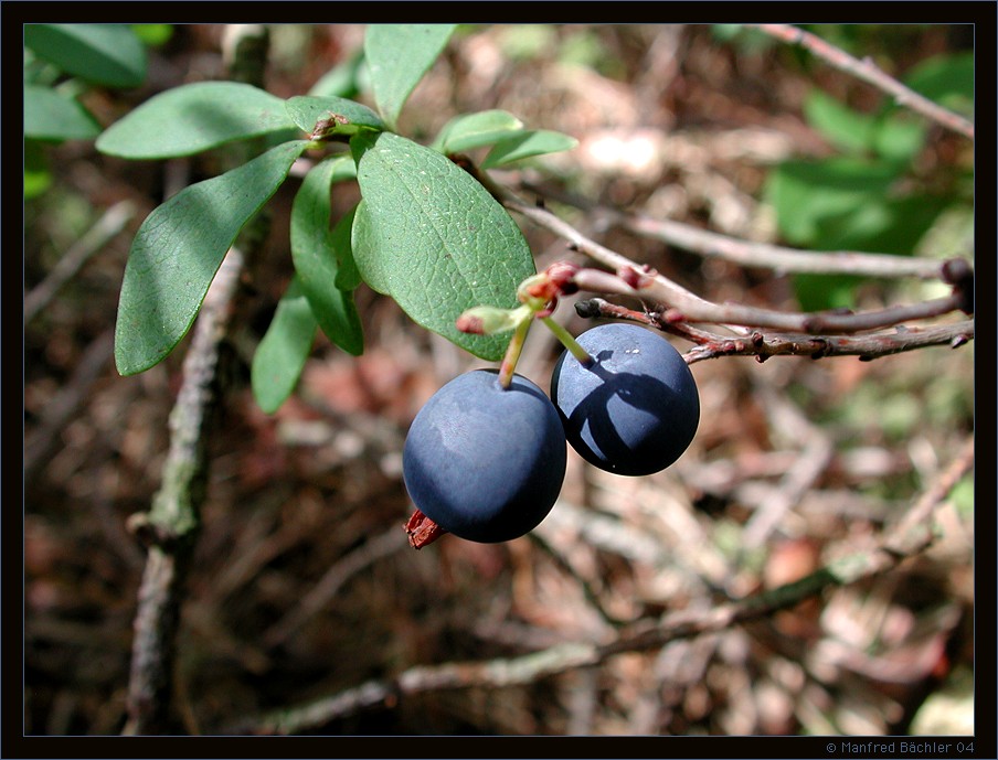 "Rauschbeere" , Blaubeere (Vaccinium uliginosum)
Die Rauschbeere hat diesen Namen durch ein Missverständnis erhalten. Sie ist oft in Moorlandschaften mit Sumpfporst (Laedum palustre) vergesellschaftet. Da die schmackhafte Blaubeere häufig gesammelt wurde, kamen die Leute mit den ätherischen Oelen des Sumpfporst in Kontakt. Nach längeren Einatmen wirken diese flüchtigen Oele haluzinogen. Diese Wirkung wurde dann der Blaubeere zugeschrieben.
Schlüsselwörter: Rauschbeere, Blaubeere, Vaccinium uliginosum, Poleski, Polen