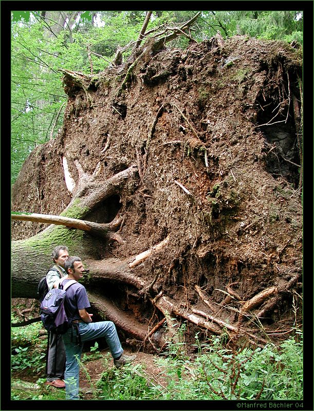 Bialowieza - Urwald, UNESCO World Heritage, Polen
In Bialowieza ist alles etwas grösser. Hier eine umgekippte Fichte.
Schlüsselwörter: Bialowieza - Urwald, UNESCO World Heritage, Polen