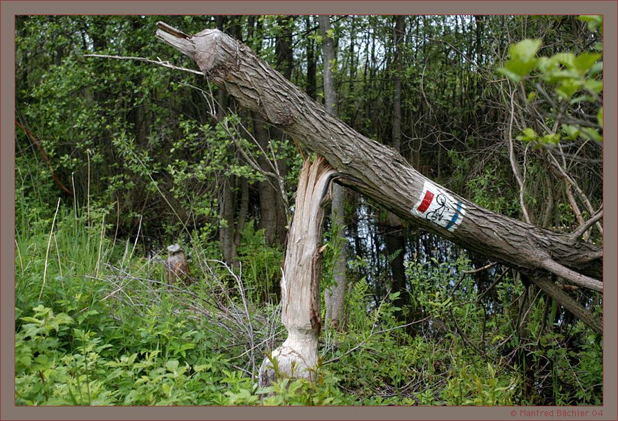 Veloweg in "Bibersprache"
Schlüsselwörter: Biebrza - Nationalpark, Biber, Polen