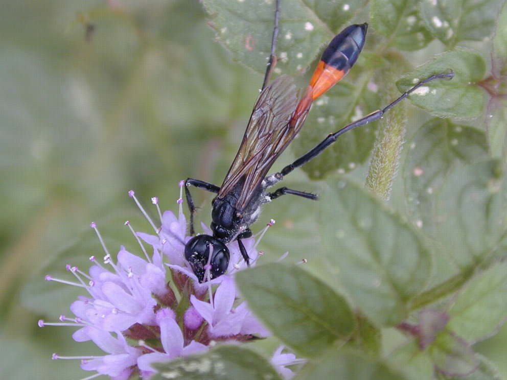 unbekannte Schlupfwespe ? Korsika
Aufnahme:
Contax RTS III, Zeiss MacroPlanar 2,8/100, Velvia 50

Kennt jemand dieses Insekt ? Infos bitte an: mb@naturfotografie.ch
Schlüsselwörter: Schlupfwaspe ?  Korsika