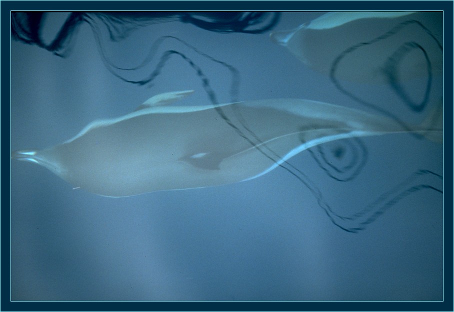 Weißstreifendelfin (Lagenorhynchus obliquidens)
Delfine lieben es vor dem Bug von Schiffen herzuschwimmen. Hier vor dem Rahsegler "Anna Kristina" vor der Küste Teneriffas.
Schlüsselwörter: Weißstreifendelfin, Teneriffa