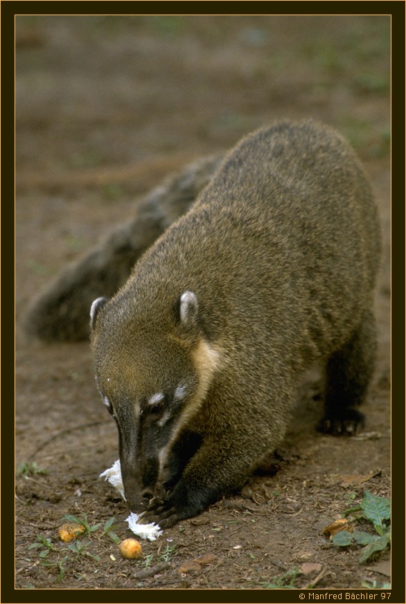 Nasenbär  (Nasua narica)
Im Nationalpark "Foz do Iguaçu" in Grenzgebiet zw. Argentinien und Brasilien haben sich die Nabsenbären so an die vielen Touristen gewöhnt, dass sie ohne Scheu und recht resolut ihr
Fressen fordern. Hier hat mir einer die Hosentaschen geleert, als ich mal gerade nicht aufgepasst habe.
Schlüsselwörter: Nasenbär, Nasua narica, Argentinien