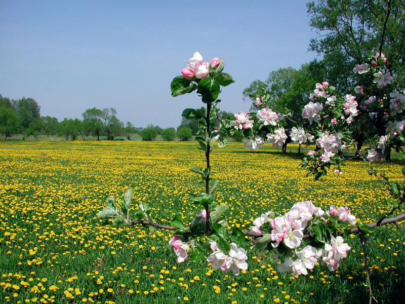 Frühling im Biebrza-Nationalpark, Polen
Aufnahme:
Nikon Coolpix 990
Schlüsselwörter: Biebrza Nationalpark, Polen
