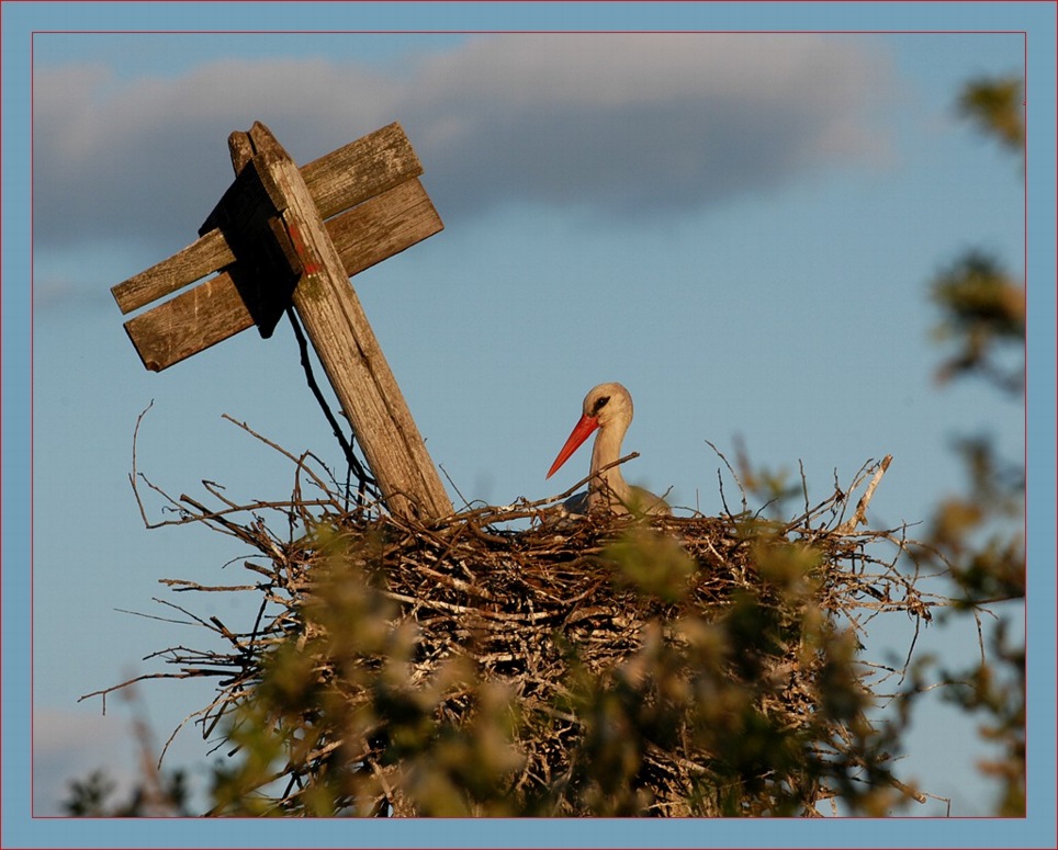 wohin des Weges .....
Nationalpark "Biebrza", Polen
Schlüsselwörter: Storch, Biebrza, Polen