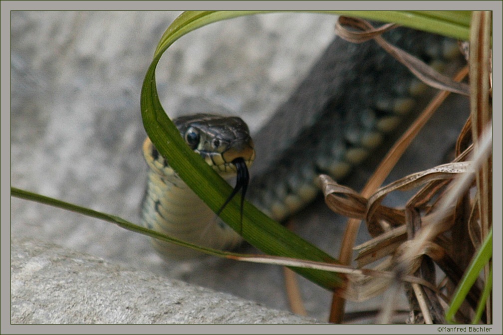 Ringelnatter (Natrix natrix)
ich weiss; habe sie nicht scharf hingekriegt aber ich mag das Bild trotzdem....
Schlüsselwörter: Ringelnatter, Biebrza, Polen