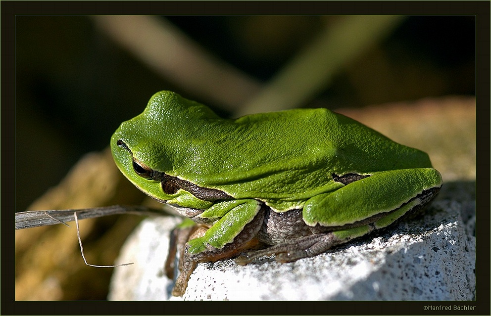 Laubfrosch (Hyla arborea)
Schlüsselwörter: Nationalpark "Biebrza", Polen