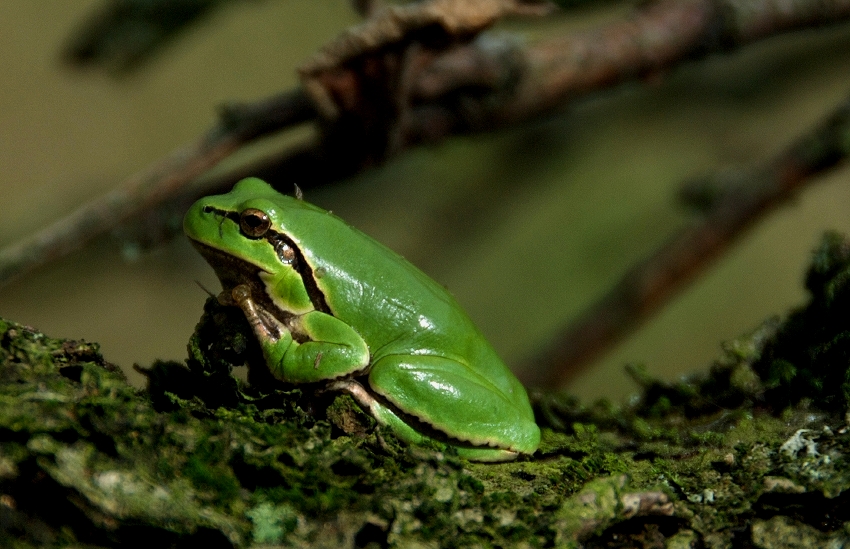 Laubfrosch, Hyla arborea
auf den kleinen Kerl bin ich echt stolz....ist der erste seiner Art in unserem neu gestalteten Biotop. Nun stehe ich etwas auf Kriegsfuss mit den Störchen, welche  nebenan ihr neues Nest bauen !

Dorf Pasieki, Bialowieza-Urwald, Polen
