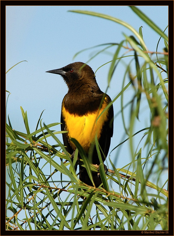 Gelbbürzelstärling (Pseudoleistes guirahuro), Ibera-Sümpfe, Argentinien
Schlüsselwörter: Gelbbürzelstärling, Pseudoleistes guirahuro, Ibera-Sümpfe, Argentinien