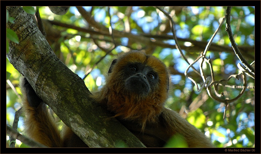 Schwarzer Brüllaffe (Alouatta caraya), Ibera-Sümpfe Argentinien
Die Männchen sind dunkelbraun bis schwarz, die Weibchen rötlich-braun.
Schlüsselwörter: Schwarzer Brüllaffe, Alouatta caraya, Ibera-Sümpfe, Argentinien