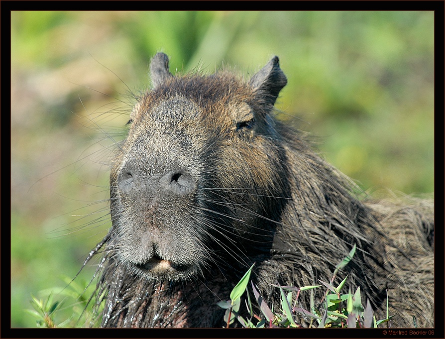 Capybara oder Wasserschwein (Hydrochoerus hydrochaeris), Ibera-Sümpfe, Argentinien
Schlüsselwörter: Capybara, Wasserschwein, Hydrochoerus hydrochaeris, Ibera-Sümpfe, Argentinien