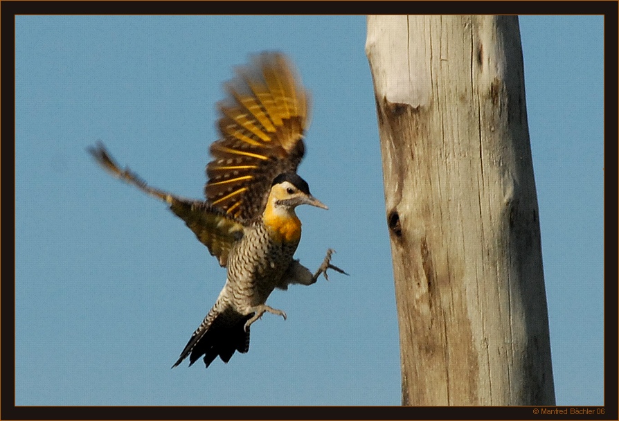 Feldspecht (Colaptes campestris), Ibera-Sümpfe, Argentinien
Schlüsselwörter: Feldspecht, Colaptes campestris, Ibera-Sümpfe, Argentinien
