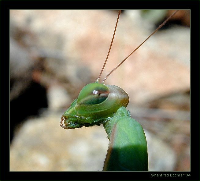 und es gibt sie doch ....Mars lässt grüssen
Gottesanbeterin (Mantis religiosa)

Aufnahme:
Contax RTS III, Zeiss MakroPlanar 100, Velvia 50
Schlüsselwörter: Gottesanbeterin, Mantis religiosa