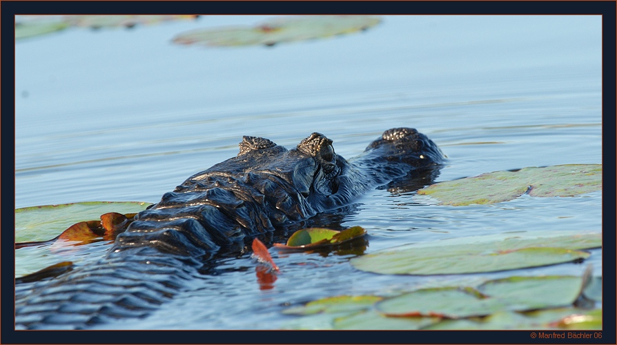 schwarzer Kaiman / Yacaré
Iberá - Sümpfe (Esteros del Iberá), Argentinien
Schlüsselwörter: schwarzer Kaiman, Argentinien