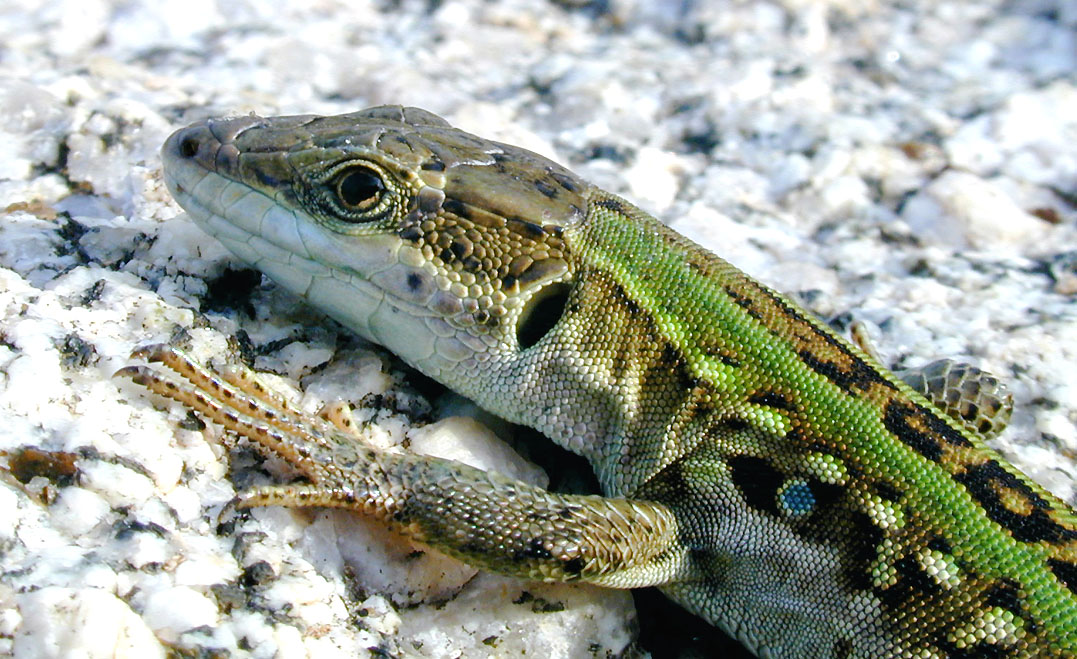 Mauereidechse (Podarcis muralis), Sizilien
Aufnahme:
Contax RTS III, Zeiss MacroPlanar 2,8/100, Velvia 50
Schlüsselwörter: Mauereidechse, Podarcis muralis, Sizilien