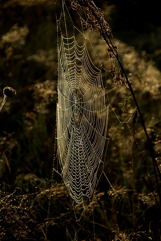 nur ein Spinnennetz....
