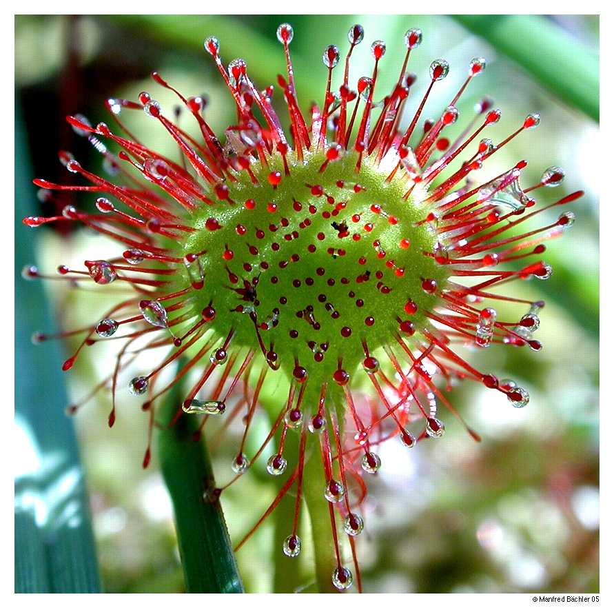 die andere Sonenblume....
Schlüsselwörter: Sonnentau, Nationalpark Poleski, Polen