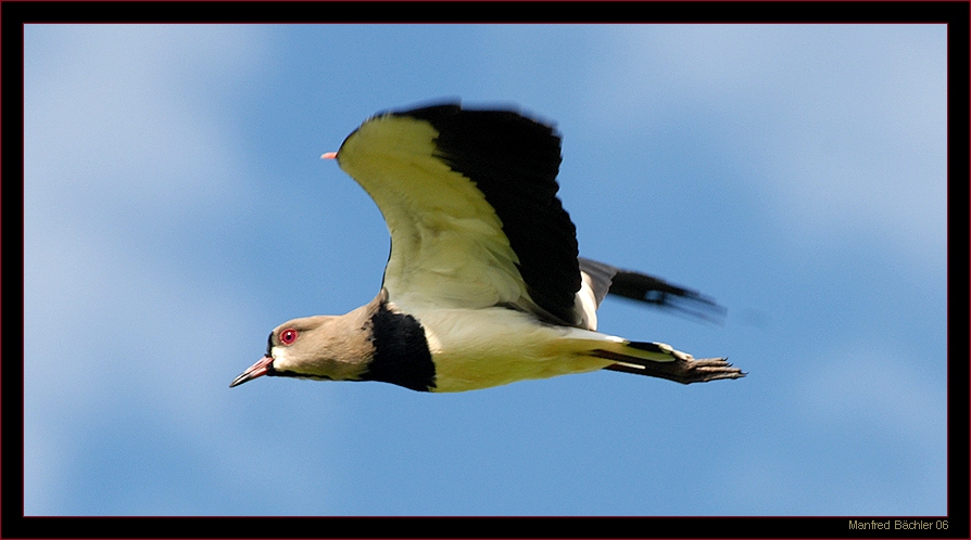 Bronzekiebitz (Vanellus chilensis), Argentinien
Grosses Verbreitungsgebiet in Südamerika
Schlüsselwörter: Bronzekiebitz, Vanellus chilensis, Argentinien