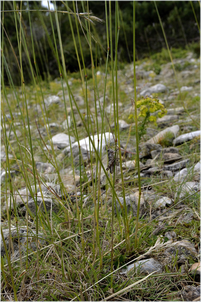 Gebirgsschrecke Podisma amedegnatoae
Die hübsche Gebirgsschrecke mit dem komplizierten Namen Podisma amedegnatoae fotografiert an der Waldgrenze zum Mont Ventoux.
Schlüsselwörter: Gebirgsschrecke, Podisma amedegnatoae, Mont Ventoux