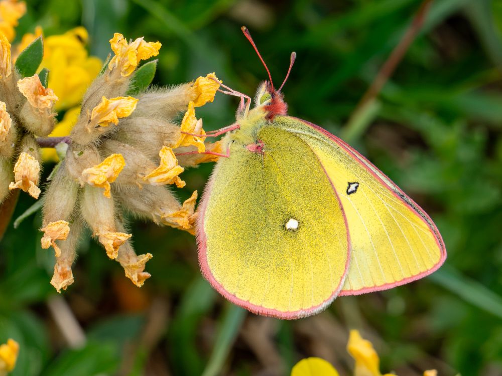 Hochmoor-Gelbling Colias palaeno
Der Hochmoorgelbling braucht genügend Moorfläche und bestimmte Pflanzen 
Der Lebensraum wird kleiner und der Falter ist gefährdet
Schlüsselwörter: Hochmoor-Gelbling Colias palaeno