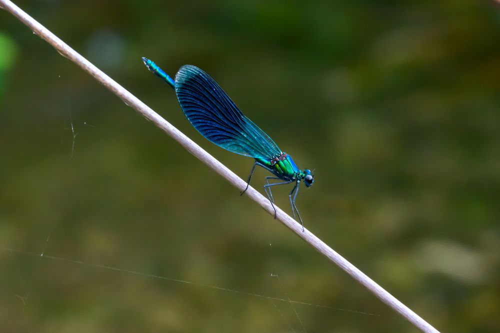 Prachtlibelle_D8F2121.jpg