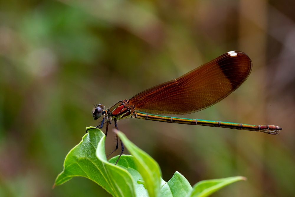 Rote_Prachtlibelle_Weibchen_D8F2185.jpg