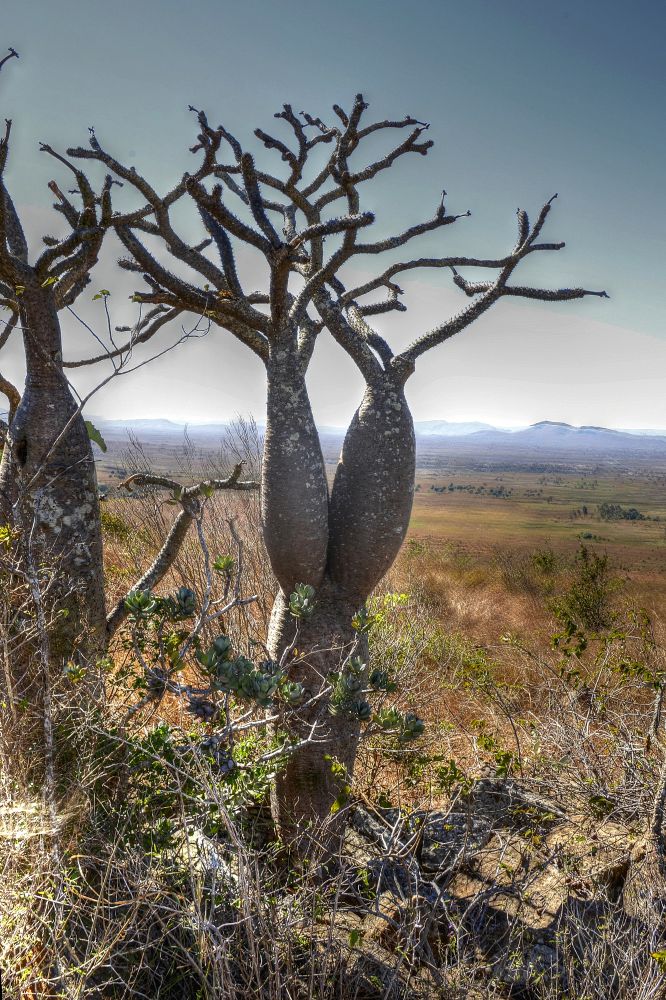 Pachypodium lamerei "Madagaskar-Palme"
Inselberg Kuppe nahe Ihosy
