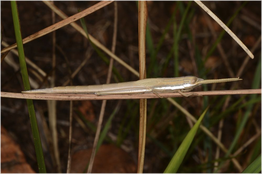 Heuschrecke in der Savanne Madagaskar
langezogener Körper passt sich den Grashalmen an
