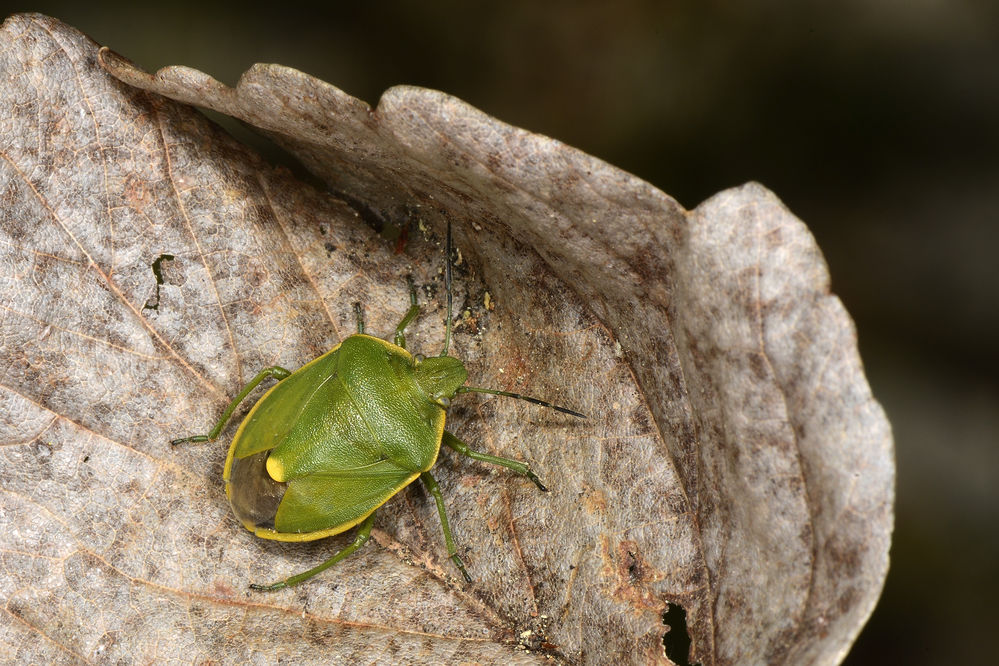 Wacholdering, Pitedia juniperina
Ihre Wirtspflanze, wie der deutsche Name vermuten lässt, ist Wachholder. Kommt in ganz Europa auf Wachholder vor.

Schlüsselwörter: Wacholdering, Pitedia juniperina, Mont Ventoux