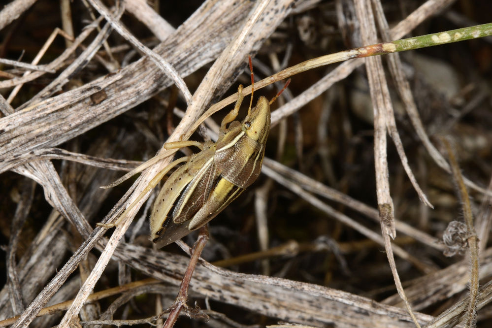 Getreidespitzwanze, Aelia cognata
Getreidespitzwanze eine bunte suedliche Art. Suedfrankreich, Provence.
Schlüsselwörter: Getreidespitzwanze, Aelia cognata