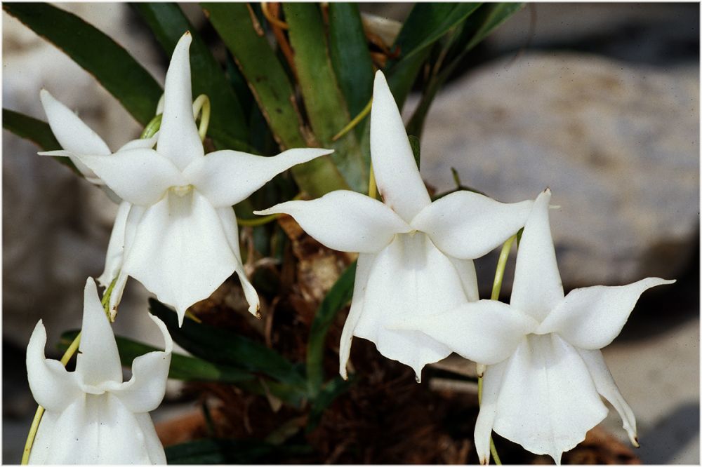 Orchideen Hochland Madagaskar
Angraecum magdalena im Itremo-Gebirge
Schlüsselwörter: Angraecum magdalena Itremo