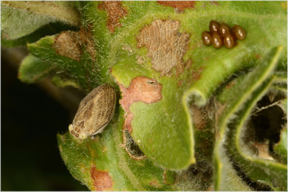 Käferzikade neben einem Gelege
auch wenn das Bild den Eindruck vermittelt, das Gelege stamme von der Käferzikade, das stmmt nicht. 
Schlüsselwörter: Issus coleoptratus Kaeferzikade