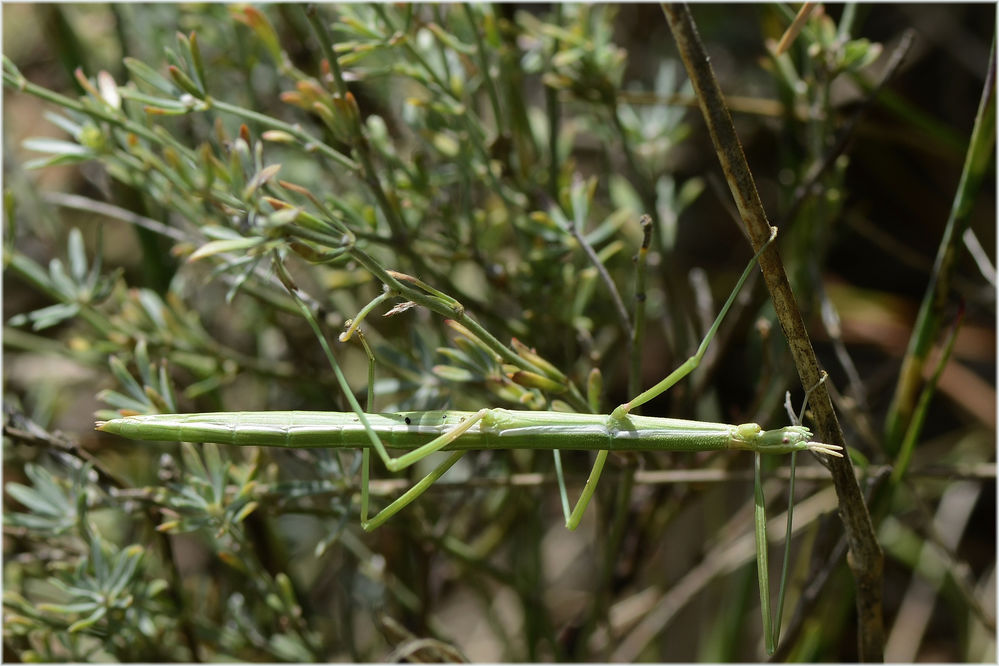 Stabschrecke
Clonopsis gallica
Schlüsselwörter: Clonopsis gallica, Stabheuschrecke Stabschrecke