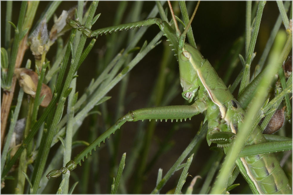 Saegeschrecke Saga pedo (Pallas 1771)
Schlüsselwörter: Saegeschrecke Saga pedo Pallas 1771 Suedfrankreich nahe Mt. Ventoux