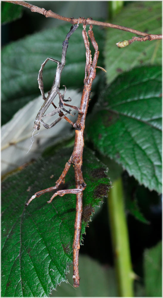 Achrioptera punctipes cliquennoisi
Insekten können nur wachsen indem sie sich Häuten. Dabei wird das noch weiche Exoskelett aus Chitin ausgedehnt. Die weissen Fäden sind die Tracheen (quasi Luftröhren).

Schlüsselwörter: Achrioptera punctipes cliquennoisi, Madagaskar, Stabschrecken, Stabheuschrecken