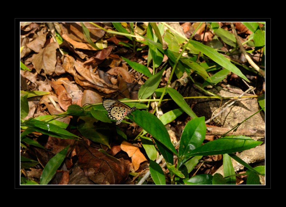 Oranger Acraea Falter
Schlüsselwörter: Shimba Hills National Park, Kenia, Kenya, Acraea sp.