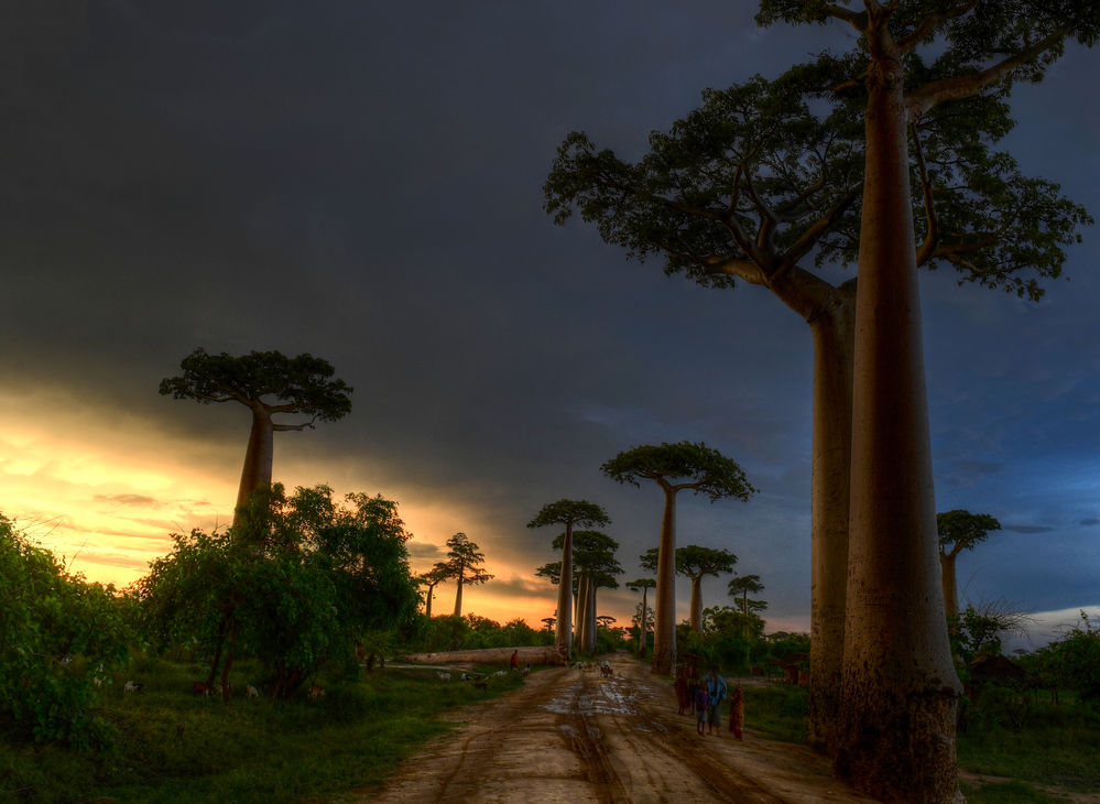 Baobab-Allee nähe Morondava
Adansonia grandidieri an der Strasse nach Belo Tsiribihina
Schlüsselwörter: Adansonia grandidieri Baobab Kirindy