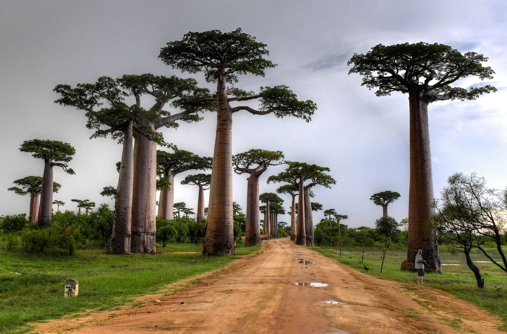 Baobab-Allee nähe Morondava
Adansonia grandidieri an der Strasse nach Belo Tsiribihina
Schlüsselwörter: Adansonia grandidieri Baobab Kirindy