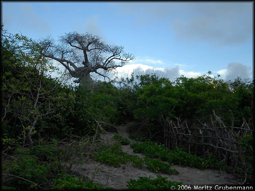 Adansonia madagascariensis (Baillon, Adansonia, 11:251 1876)
Adansonia madagascariensis ist auf den Norden Madagaskars beschränkt. Er wächst auf kalk-, sand- und/oder gneishaltigen Böden. In der Bucht von Antsiranana wächst er auch am Ufer, fast in den Mangroven.
1876 als erster Baobab Madagaskars durch Baillon beschrieben.
Neben A. madagascariensis gibt es noch zwei weitere Baobab oder Affenbrotbäume im Norden: A. suareszensis und A. perrieri. 
Schlüsselwörter: Adansonia madagascariensis, Nord-Madagaskar, Madagascar, Foret Orangea,