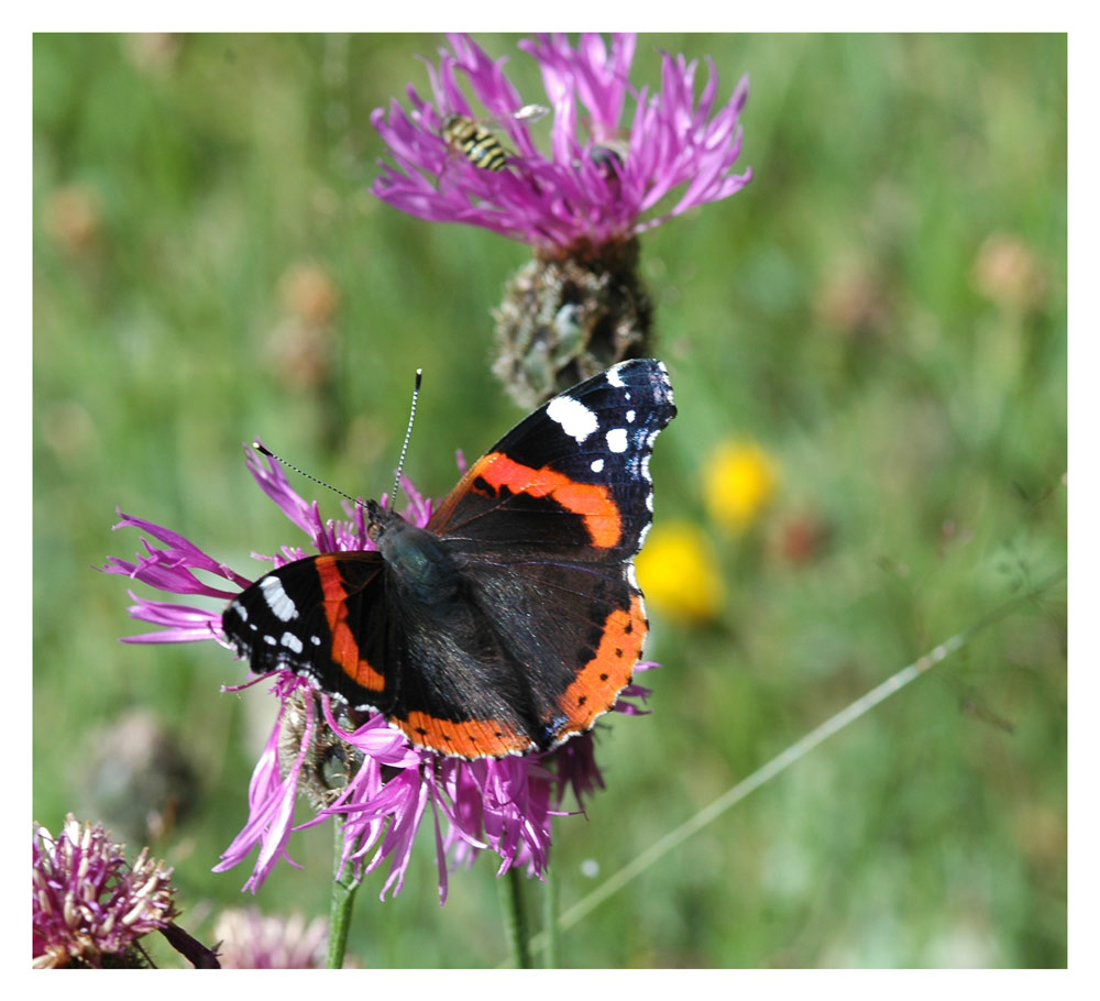 Admiral (Vanessa atalanta)
Der Admiral kommt auf den Kanaren, in Nordafrika und Europa ohne den hohen Norden vor. Ein Wanderfalter der im Mai, Juni aus dem Süden einfliegt. Im Hochsommer dann häufiger vorhanden. Im Herbst wandern die Falter in den Süden zurück.
Schlüsselwörter: Admiral, Vanessa atalanta